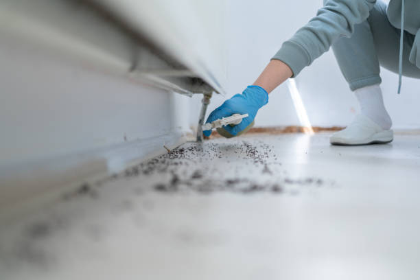 Best Wasp Removal Services  in North Cape May, NJ